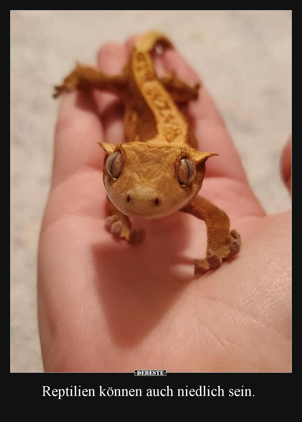 Reptilien können auch niedlich sein.