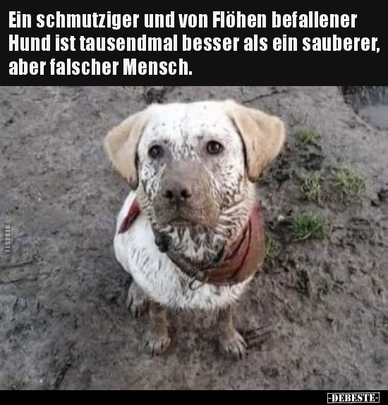 Ein schmutziger und von Flöhen befallener Hund ist.. - Lustige Bilder | DEBESTE.de