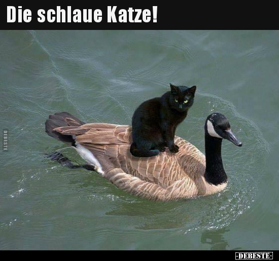 Die schlaue Katze!..