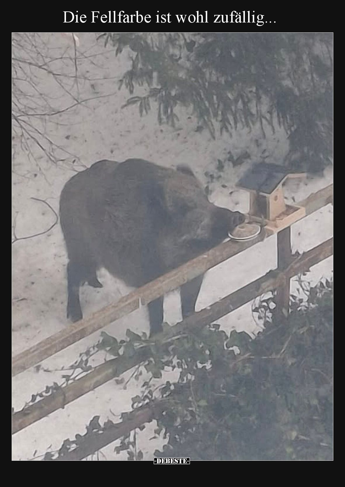 Die Fellfarbe ist wohl zufällig...