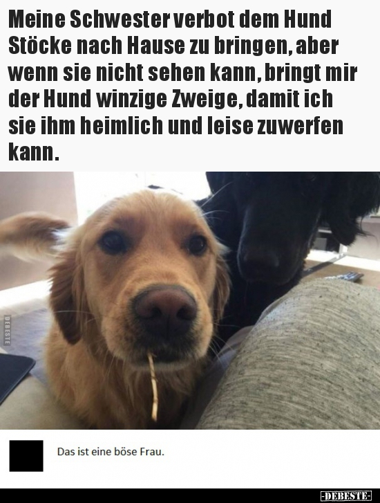 Meine Schwester verbot dem Hund Stöcke nach Hause zu.. - Lustige Bilder | DEBESTE.de