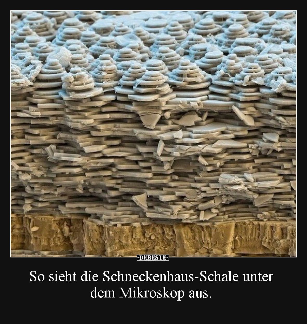 So sieht die Schneckenhaus-Schale unter dem Mikroskop aus.