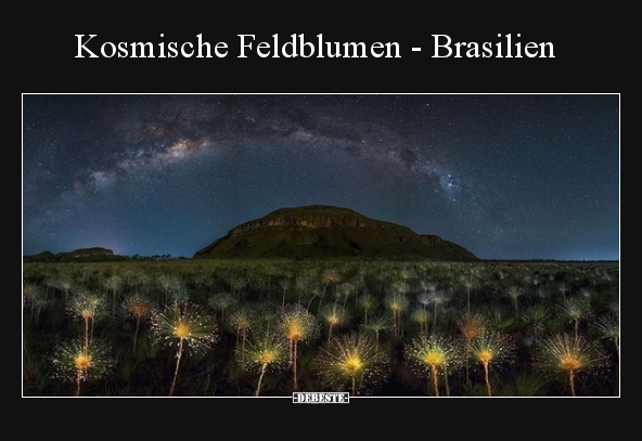Kosmische Feldblumen - Brasilien.. - Lustige Bilder | DEBESTE.de