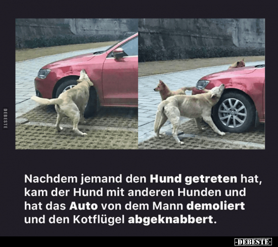 Nachdem jemand den Hund getreten hat.. - Lustige Bilder | DEBESTE.de