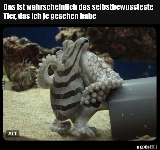 Das ist wahrscheinlich das selbstbewussteste Tier, das ich.. - Lustige Bilder | DEBESTE.de