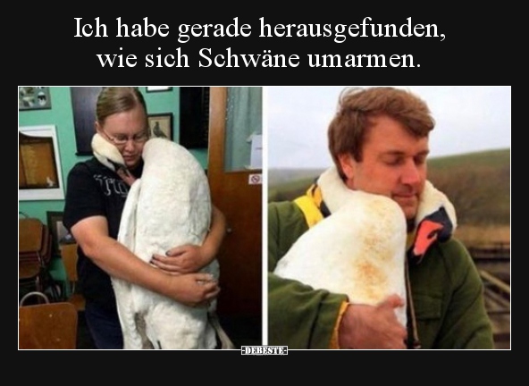 Ich habe gerade herausgefunden, wie sich Schwäne.. - Lustige Bilder | DEBESTE.de