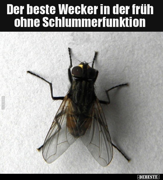 Der beste Wecker in der früh ohne Schlummerfunktion.. - Lustige Bilder | DEBESTE.de