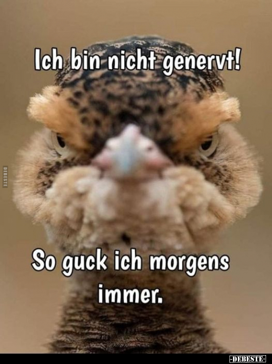 Ich bin nicht genervt!.. - Lustige Bilder | DEBESTE.de