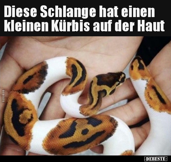Diese Schlange hat einen kleinen Kürbis auf der Haut.. - Lustige Bilder | DEBESTE.de