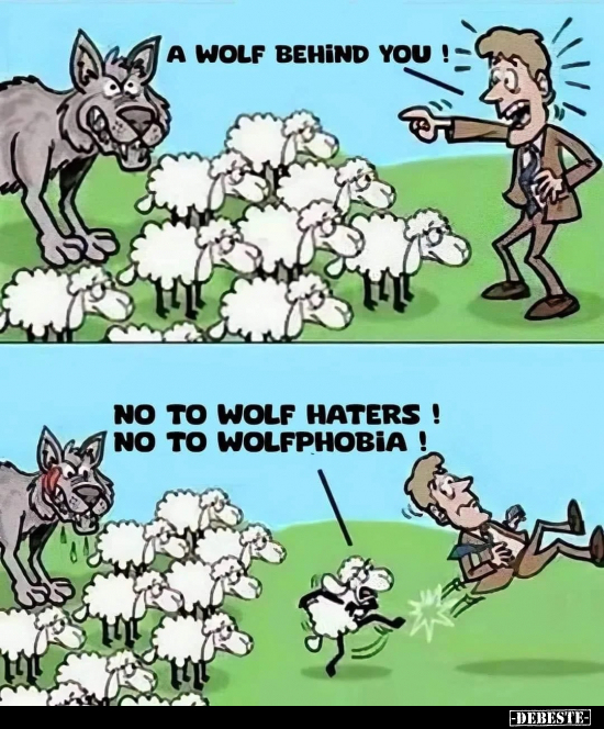 Wolf Bilder Lustig Kostenlos DEBESTE de