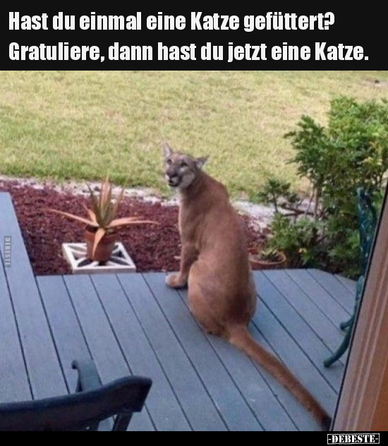 Hast du einmal eine Katze gefüttert? Gratuliere, dann hast.. - Lustige Bilder | DEBESTE.de