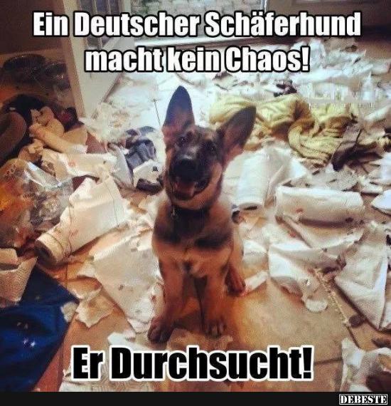 Ein Deutscher Schäferhund macht kein Chaos!