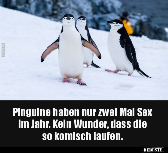 Pinguine haben nur zwei Mal S*ex im Jahr.. - Lustige Bilder | DEBESTE.de