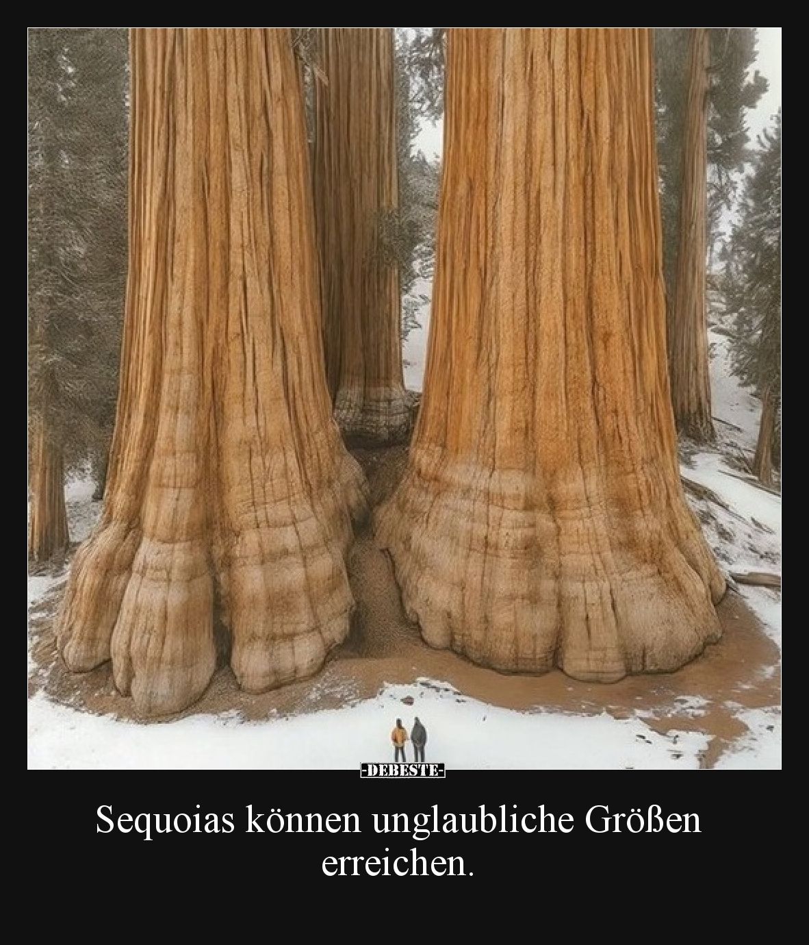 Sequoias können unglaubliche Größen erreichen.