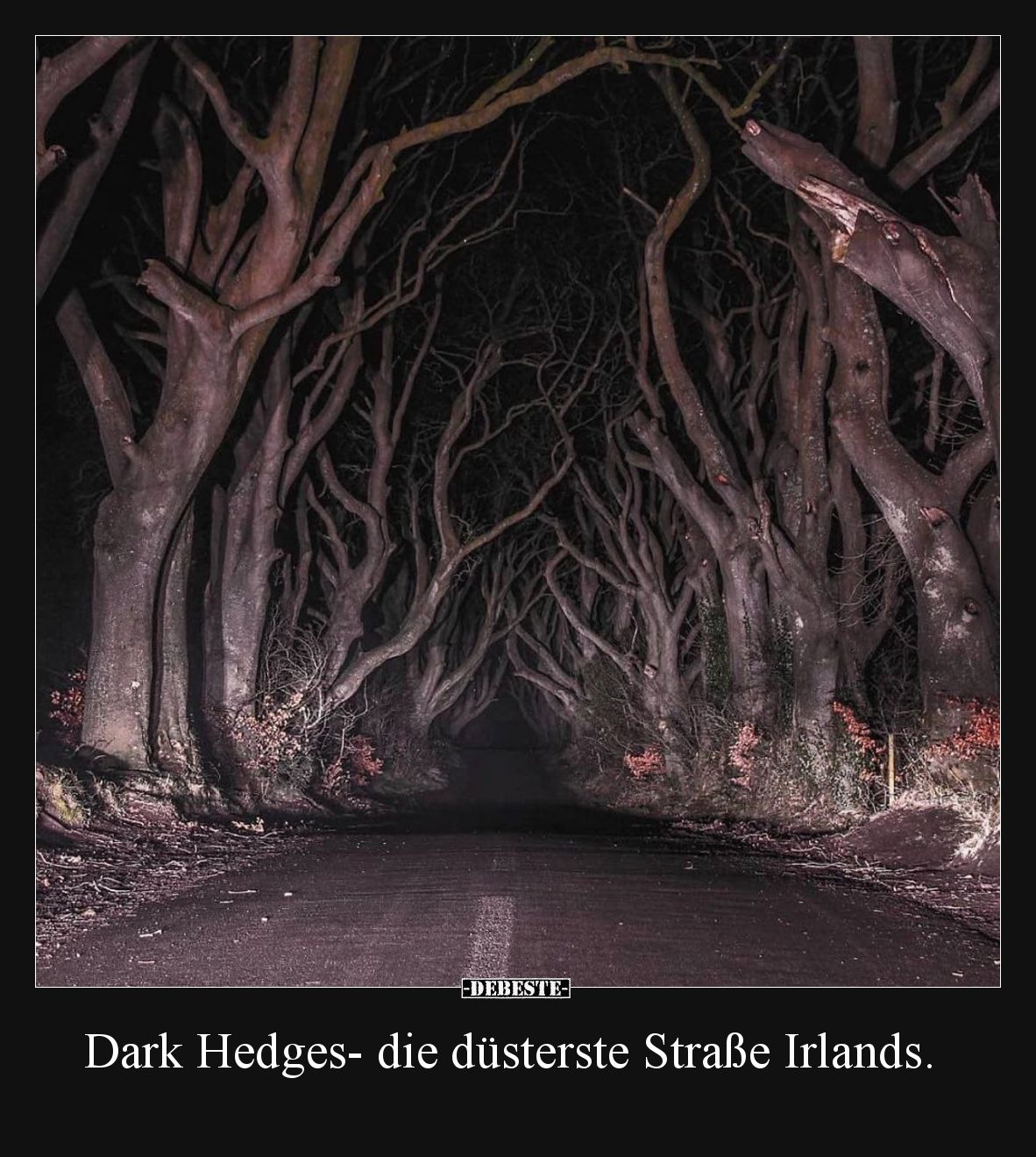 Dark Hedges- die düsterste Straße Irlands.