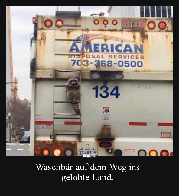 Waschbär auf dem Weg ins gelobte Land... - Lustige Bilder | DEBESTE.de