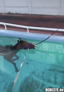 Anscheinend sind Pferde ziemlich gute Schwimmer.