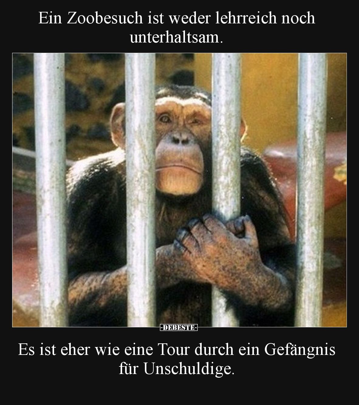 Ein Zoobesuch ist weder lehrreich noch unterhaltsam.

Es ist eher wie eine Tour durch ein Gefängnis für Unschuldige.