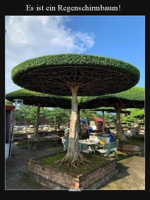 Es ist ein Regenschirmbaum!.. - Lustige Bilder | DEBESTE.de