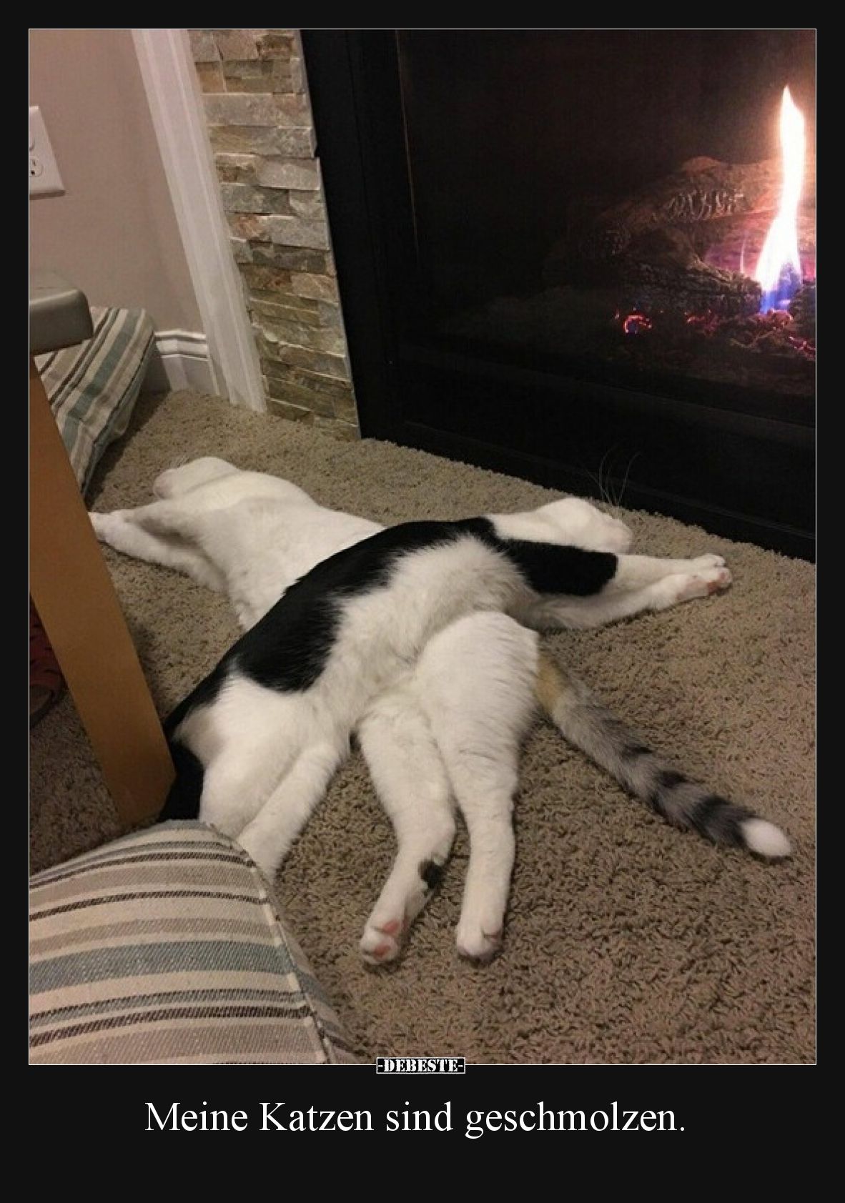 Meine Katzen sind geschmolzen.