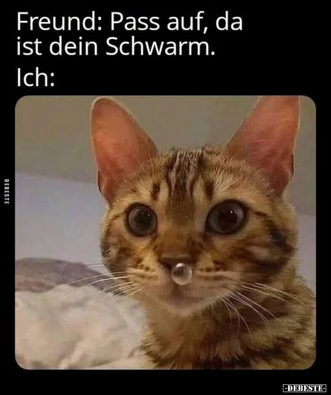 Freund: Pass auf, da ist dein Schwarm.