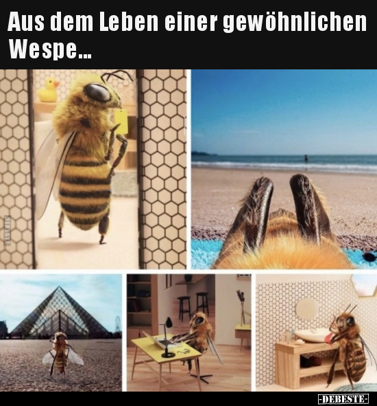 Aus dem Leben einer gewöhnlichen Wespe... - Lustige Bilder | DEBESTE.de