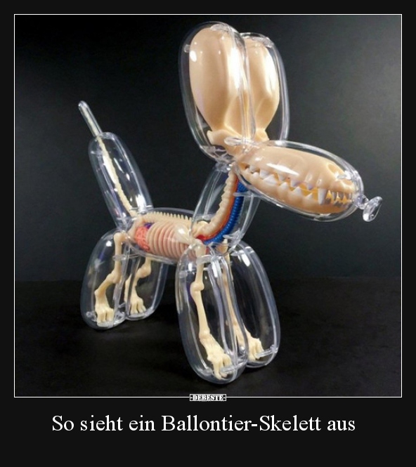 So sieht ein Ballontier-Skelett aus.. - Lustige Bilder | DEBESTE.de