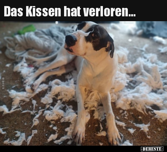 Das Kissen hat verloren... - Lustige Bilder | DEBESTE.de