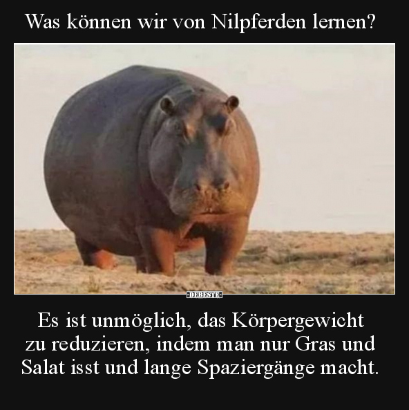 Was können wir von Nilpferden lernen?.. - Lustige Bilder | DEBESTE.de