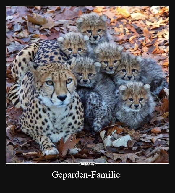 Geparden-Familie.. - Lustige Bilder | DEBESTE.de