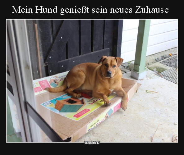 Mein Hund genießt sein neues Zuhause.. - Lustige Bilder | DEBESTE.de
