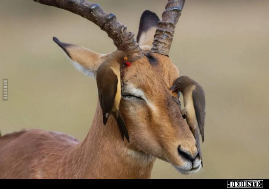  - Lustige Bilder | DEBESTE.de