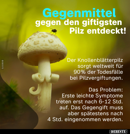 Gegenmittel gegen den giftigsten Pilz entdeckt!.. - Lustige Bilder | DEBESTE.de