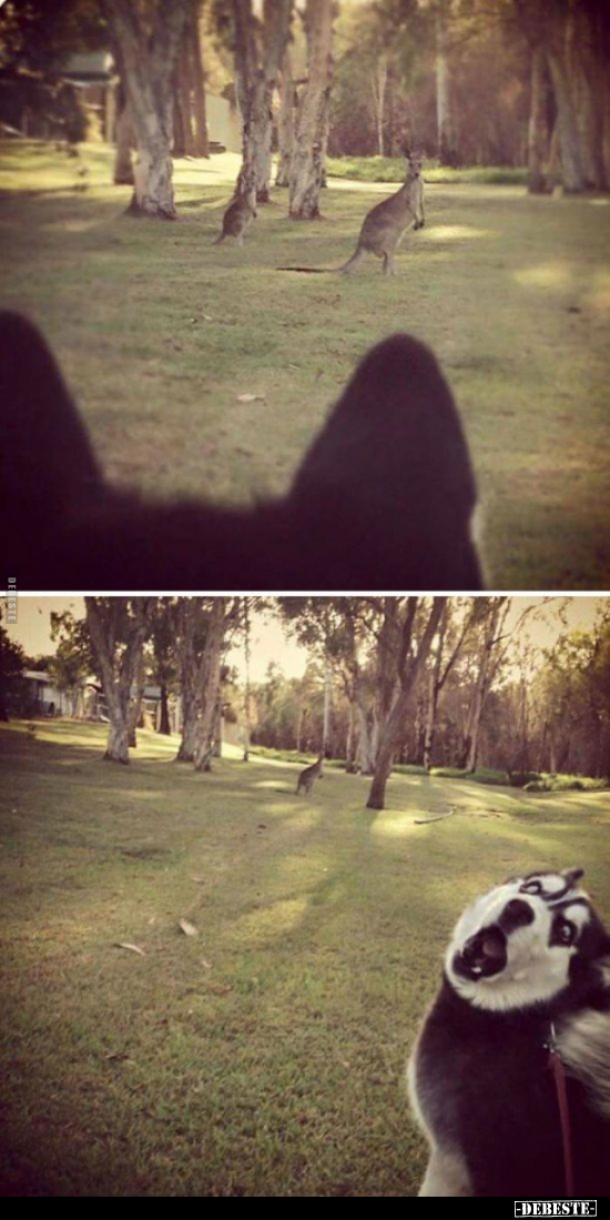  - Lustige Bilder | DEBESTE.de