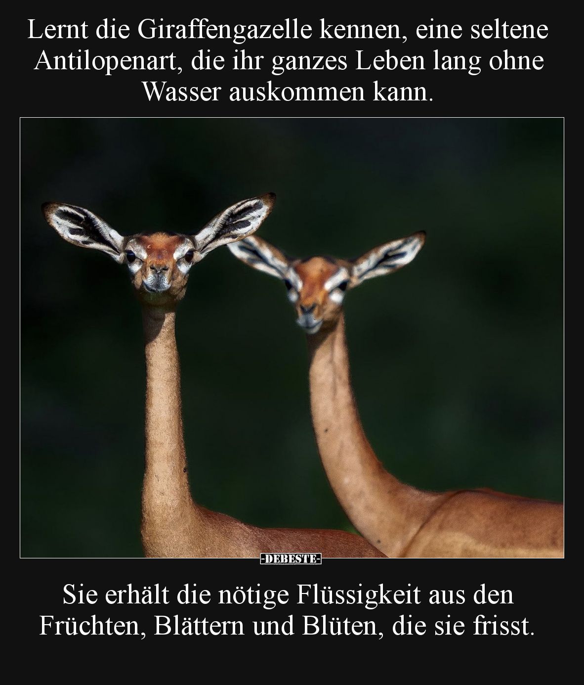 Lernt die Giraffengazelle kennen, eine seltene Antilopenart, die ihr ganzes Leben lang ohne Wasser auskommen kann.  Sie erhäl...