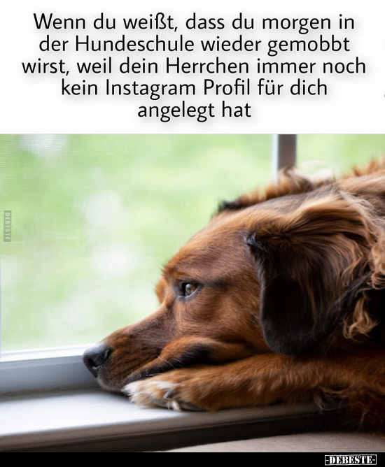 Wenn du weißt, dass du morgen in der Hundeschule wieder.. - Lustige Bilder | DEBESTE.de