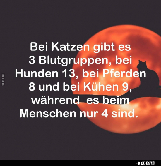 Bei Katzen gibt es 3 Blutgruppen.. - Lustige Bilder | DEBESTE.de