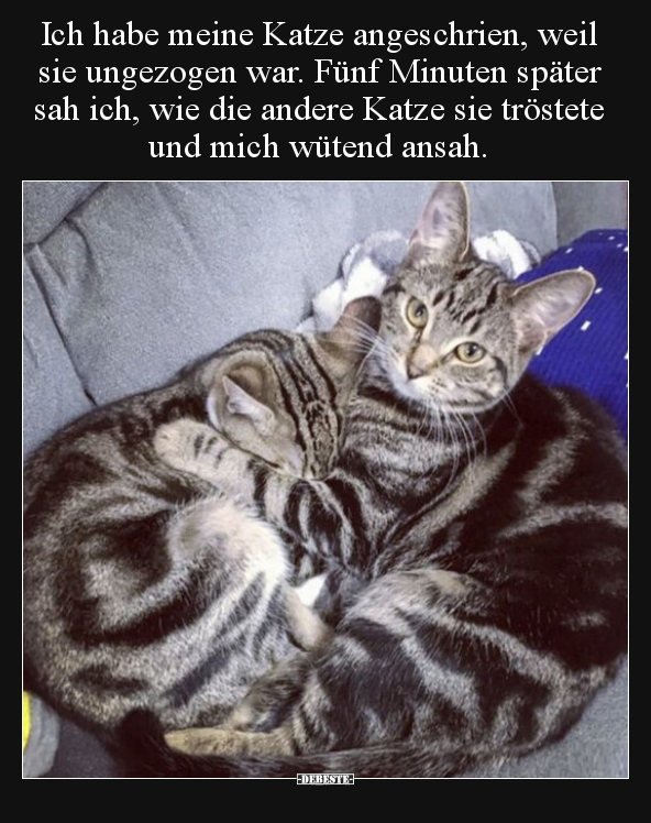 Ich habe meine Katze angeschrien, weil sie ungezogen war... - Lustige Bilder | DEBESTE.de