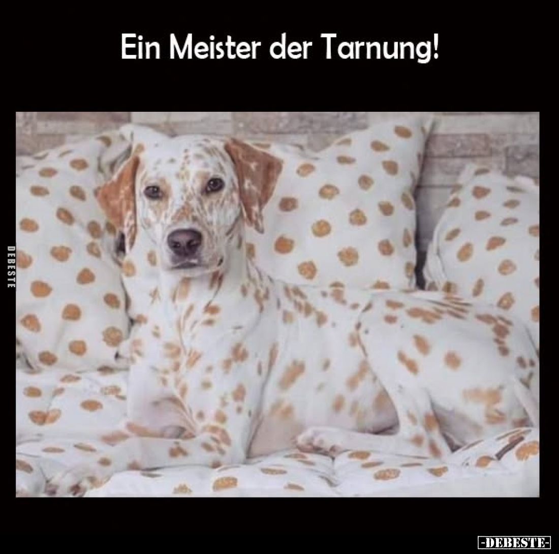 Ein Meister der Tarnung!