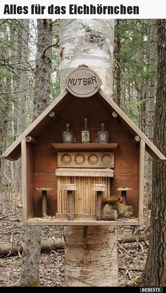Alles für das Eichhörnchen..