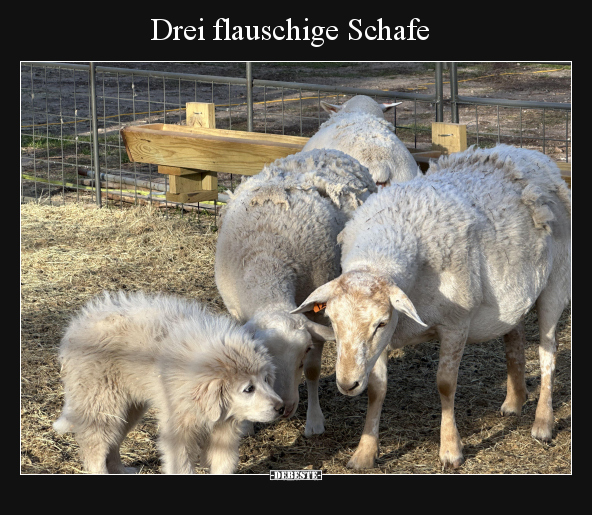 Drei flauschige Schafe.. - Lustige Bilder | DEBESTE.de