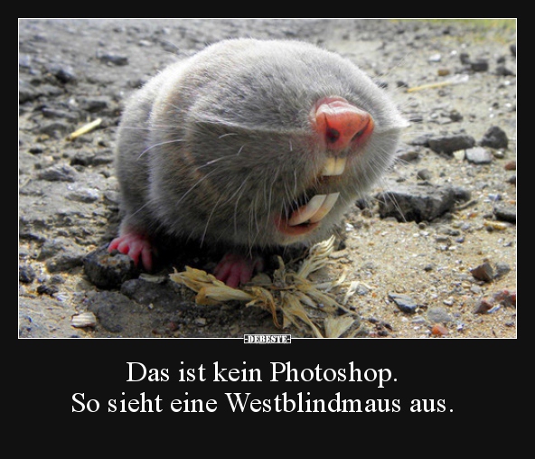 Das ist kein Photoshop. So sieht eine Westblindmaus aus... - Lustige Bilder | DEBESTE.de