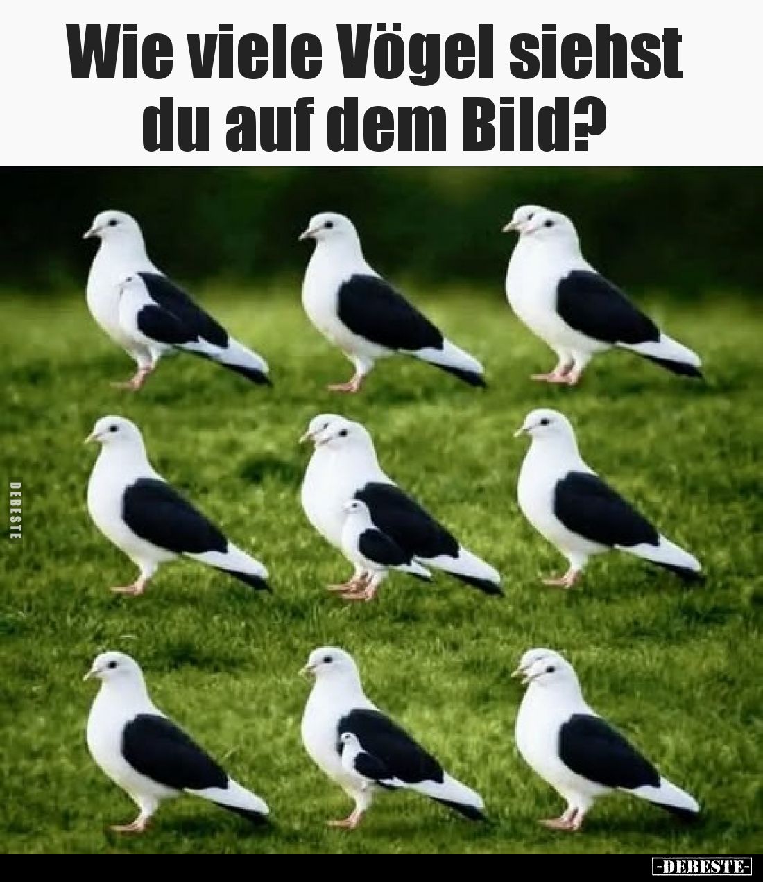 Wie viele Vögel siehst du auf dem Bild?.. - Lustige Bilder | DEBESTE.de