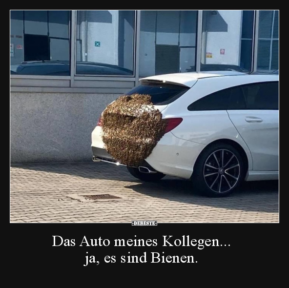 Das Auto meines Kollegen... ja, es sind Bienen... - Lustige Bilder | DEBESTE.de