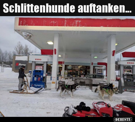 Schlittenhunde auftanken... - Lustige Bilder | DEBESTE.de