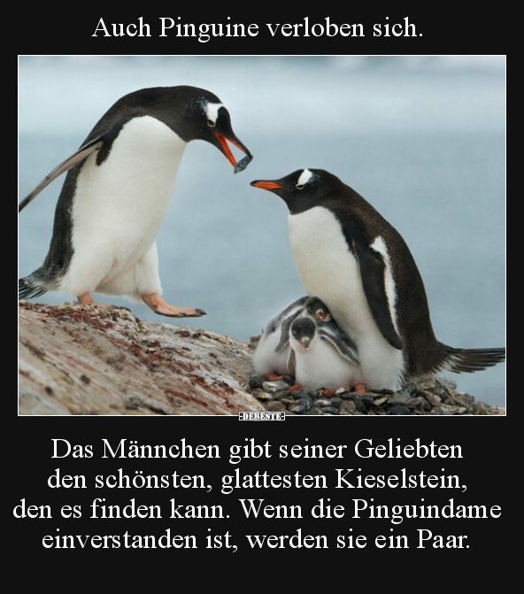 Auch Pinguine verloben sich. Das Männchen gibt seiner.. - Lustige Bilder | DEBESTE.de