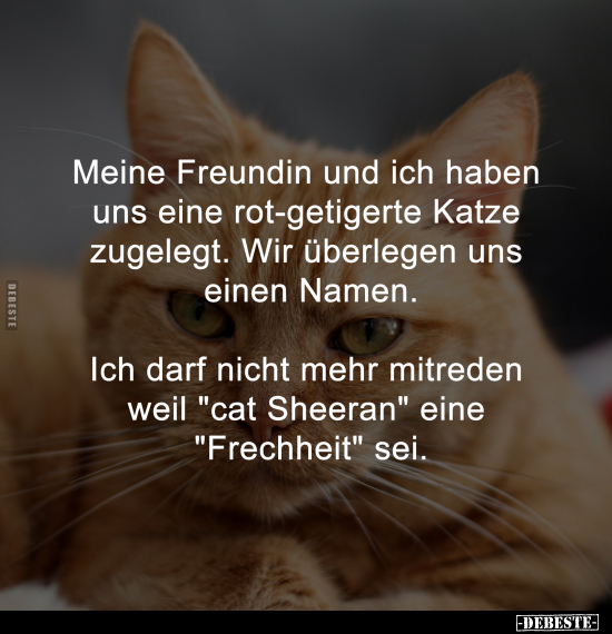 Meine Freundin und ich haben uns eine rot-getigerte Katze.. - Lustige Bilder | DEBESTE.de