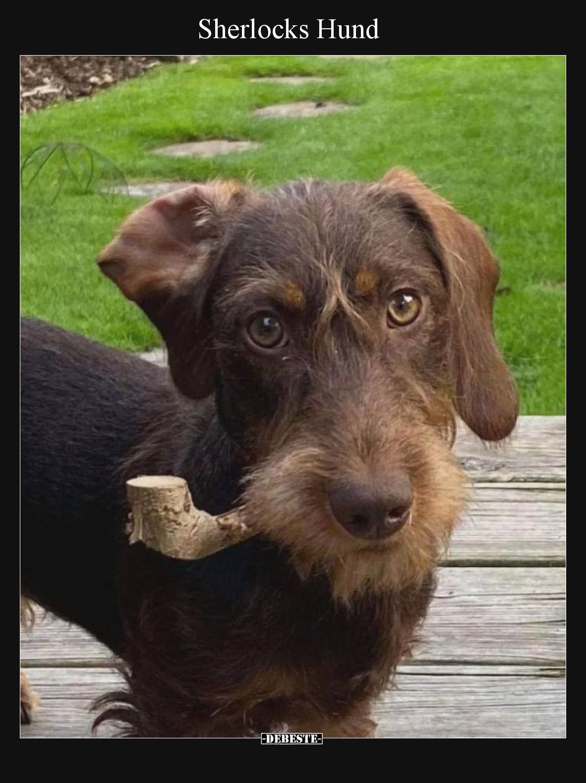 Sherlocks Hund.. - Lustige Bilder | DEBESTE.de