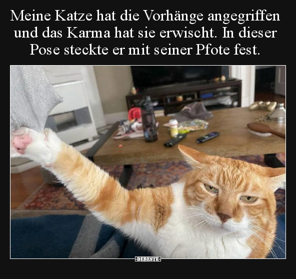 Meine Katze hat die Vorhänge angegriffen und das Karma hat.. - Lustige Bilder | DEBESTE.de