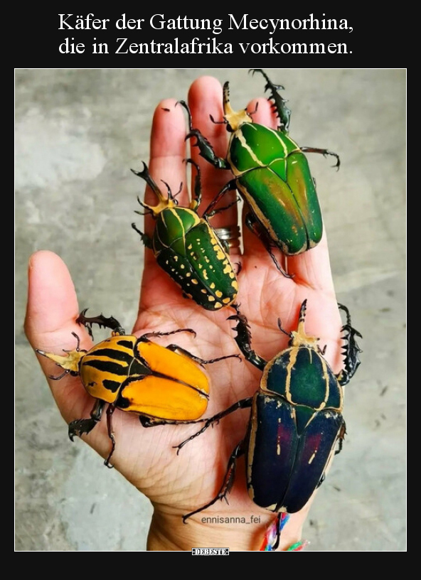 Käfer der Gattung Mecynorhina, die in Zentralafrika.. - Lustige Bilder | DEBESTE.de